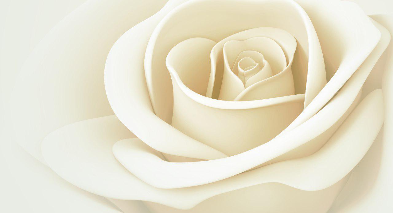 پوستر دیواری گل رز سفید طراحی شده